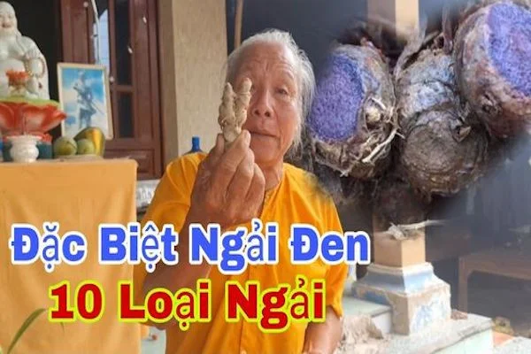 Bùa ngải cây ngải đen cầu tài, giá củ ngải đen và hình ảnh