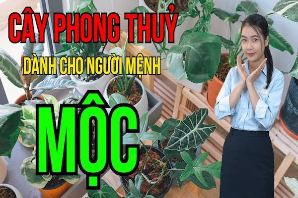 16+ Loại cây may mắn tài lộc trong phong thuỷ, đẹp nhất