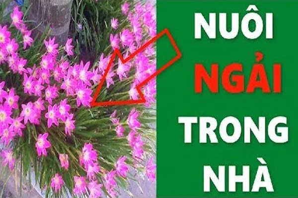 Cây ngải bùa là gì? Cây ngải ăn trứng gà +3 cách luyện bùa ngải